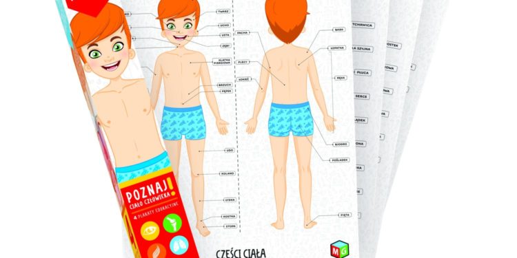 Ciało człowieka – 4 plakaty