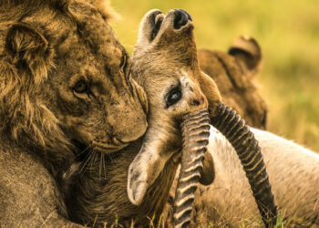 Wrześniowe propozycje programowe National Geographic Wild