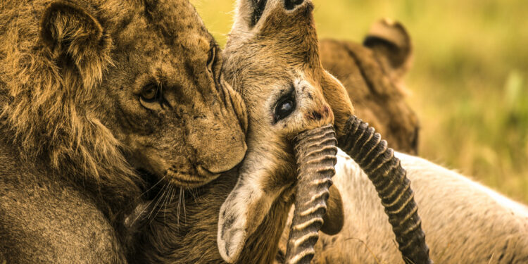 Wrześniowe propozycje programowe National Geographic Wild
