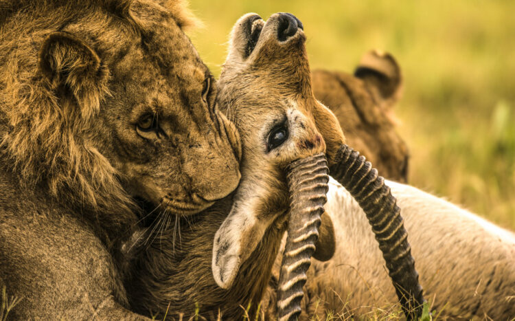 Wrześniowe propozycje programowe National Geographic Wild