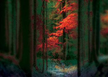 Pamięć Lasu. Opowieści Starych Drzew