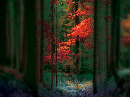 Pamięć Lasu. Opowieści Starych Drzew